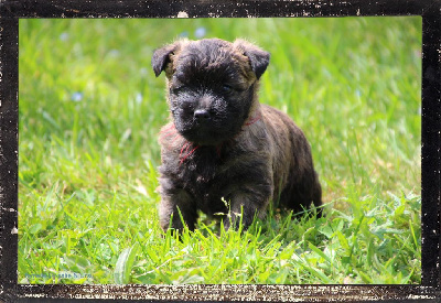 Des guerriers chippewas - Cairn Terrier - Portée née le 14/03/2024