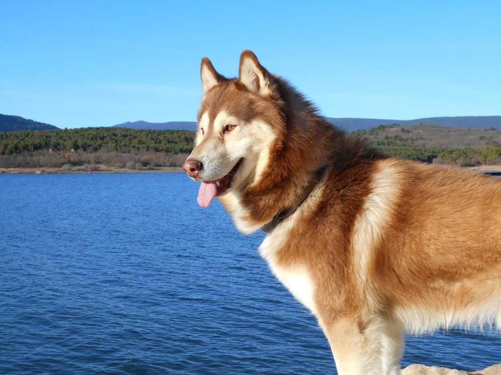 Des guerriers chippewas - Les Huskies de Sibérie et le Climat : conseils pour l'Été et l'Hiver