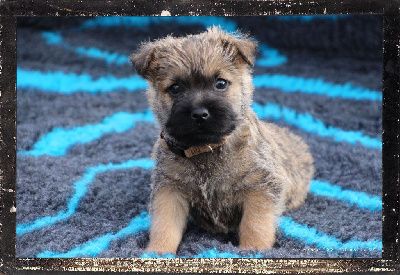 Des guerriers chippewas - Adoptez un Cairn Terrier : La race parfaite pour les familles