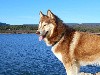  - Les Huskies de Sibérie et le Climat : conseils pour l'Été et l'Hiver
