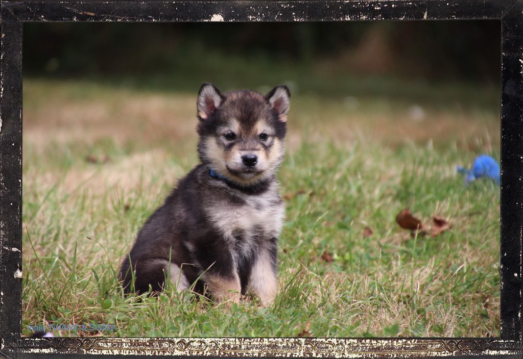 chiot Alaskan Malamute Des guerriers chippewas