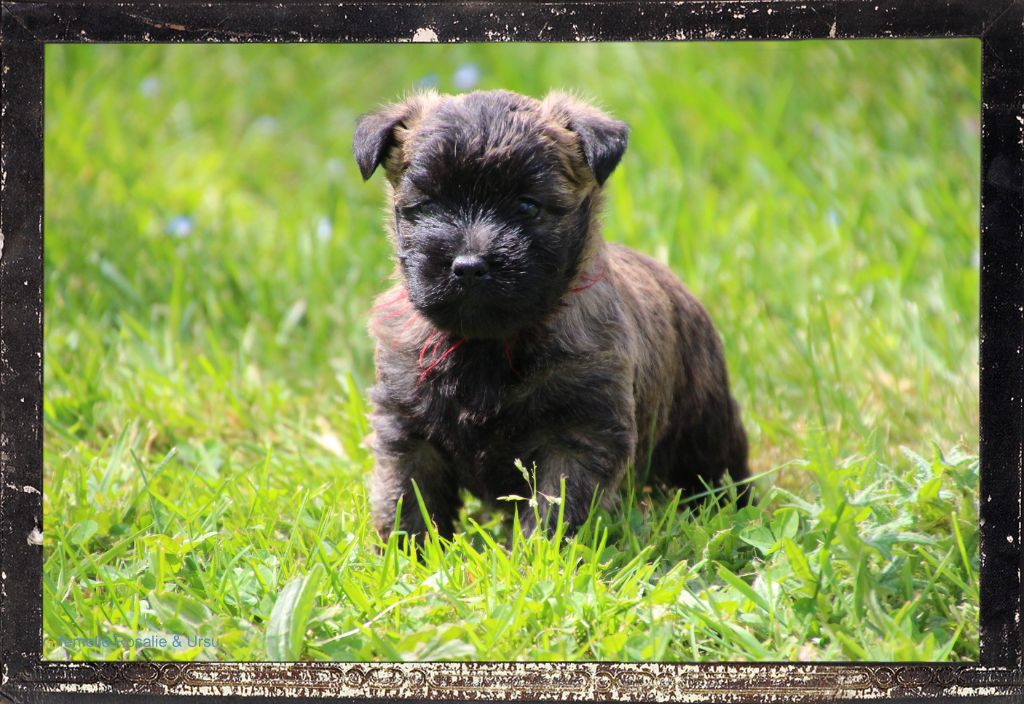Des guerriers chippewas - Chiot disponible  - Cairn Terrier