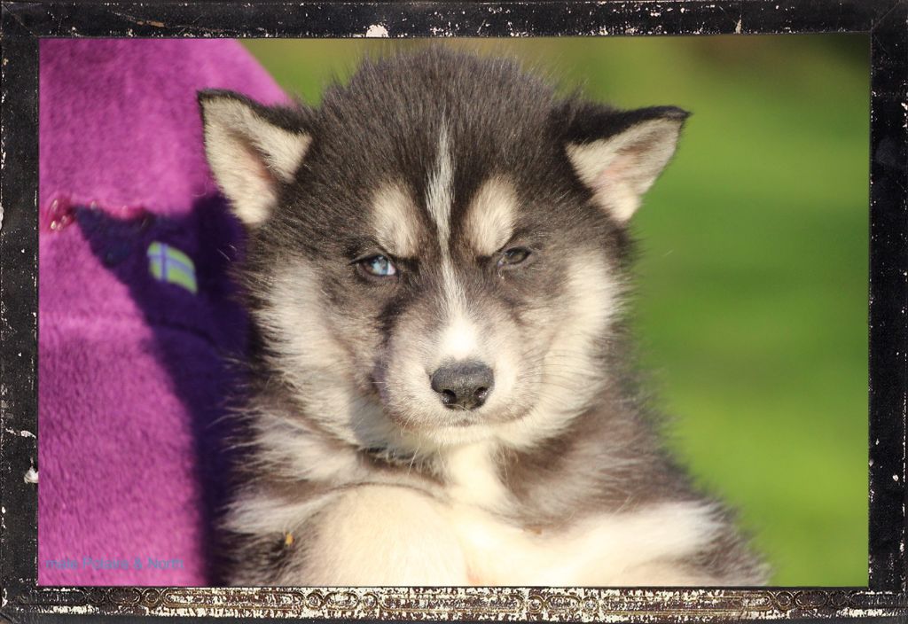 Des guerriers chippewas - Chiot disponible  - Siberian Husky