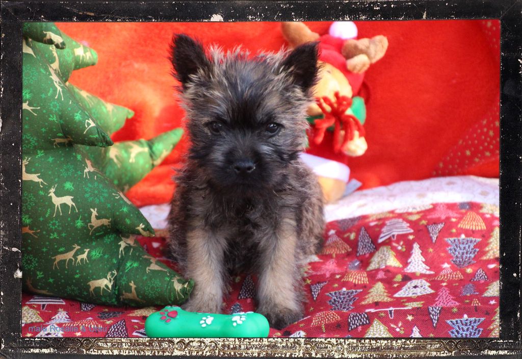 chiot Cairn Terrier Des guerriers chippewas