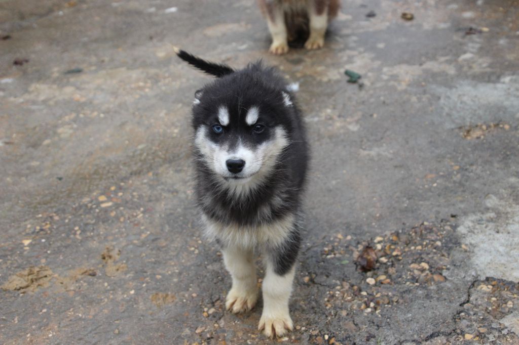 Des guerriers chippewas - Chiot disponible  - Siberian Husky