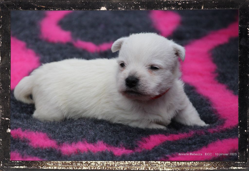 chiot West Highland White Terrier Des guerriers chippewas