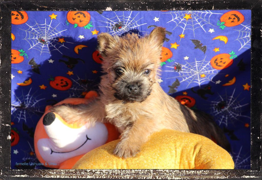 Des guerriers chippewas - Chiot disponible  - Cairn Terrier