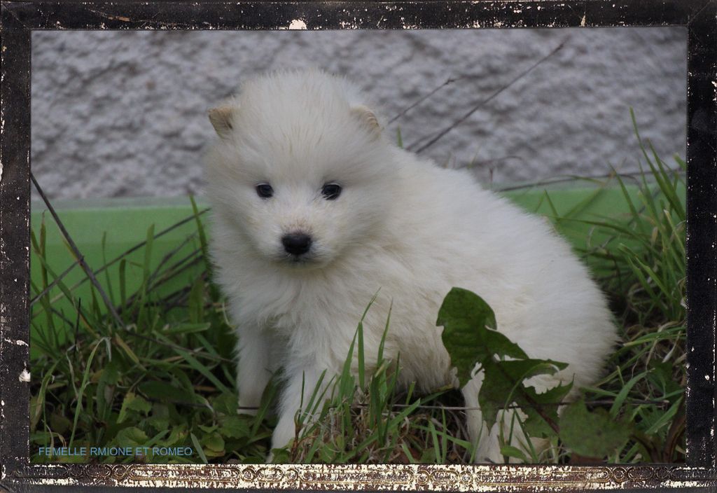 Des guerriers chippewas - Chiot disponible  - Samoyède