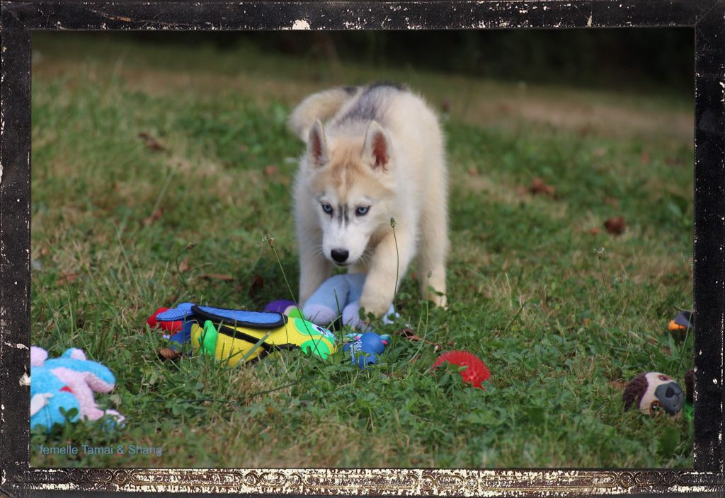 chiot Siberian Husky Des guerriers chippewas