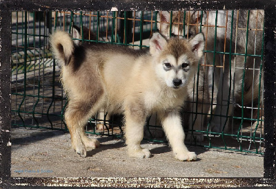 Des guerriers chippewas - Alaskan Malamute - Portée née le 31/03/2024