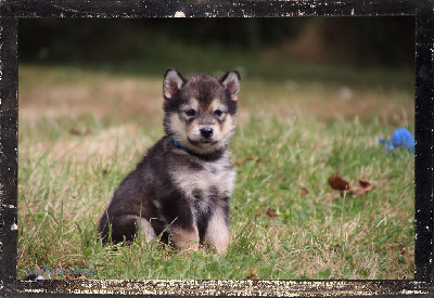 Des guerriers chippewas - Alaskan Malamute - Portée née le 20/07/2024