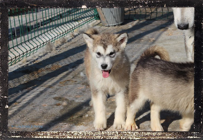 Des guerriers chippewas - Alaskan Malamute - Portée née le 31/03/2024