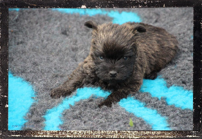 Des guerriers chippewas - Cairn Terrier - Portée née le 15/04/2024