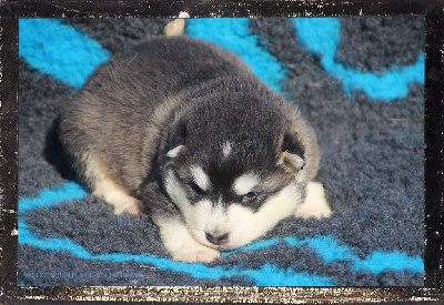 Des guerriers chippewas - Alaskan Malamute - Portée née le 21/09/2024