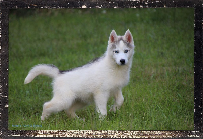 Des guerriers chippewas - Siberian Husky - Portée née le 14/04/2024