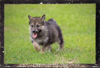 Des guerriers chippewas - Alaskan Malamute - Portée née le 28/04/2024