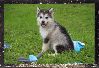 CHIOT 4 collier bleu