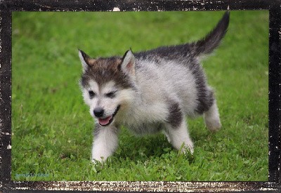 CHIOT 4 collier bleu