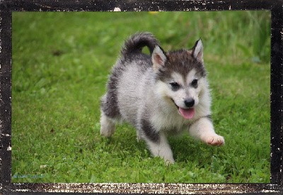 CHIOT 4 collier bleu