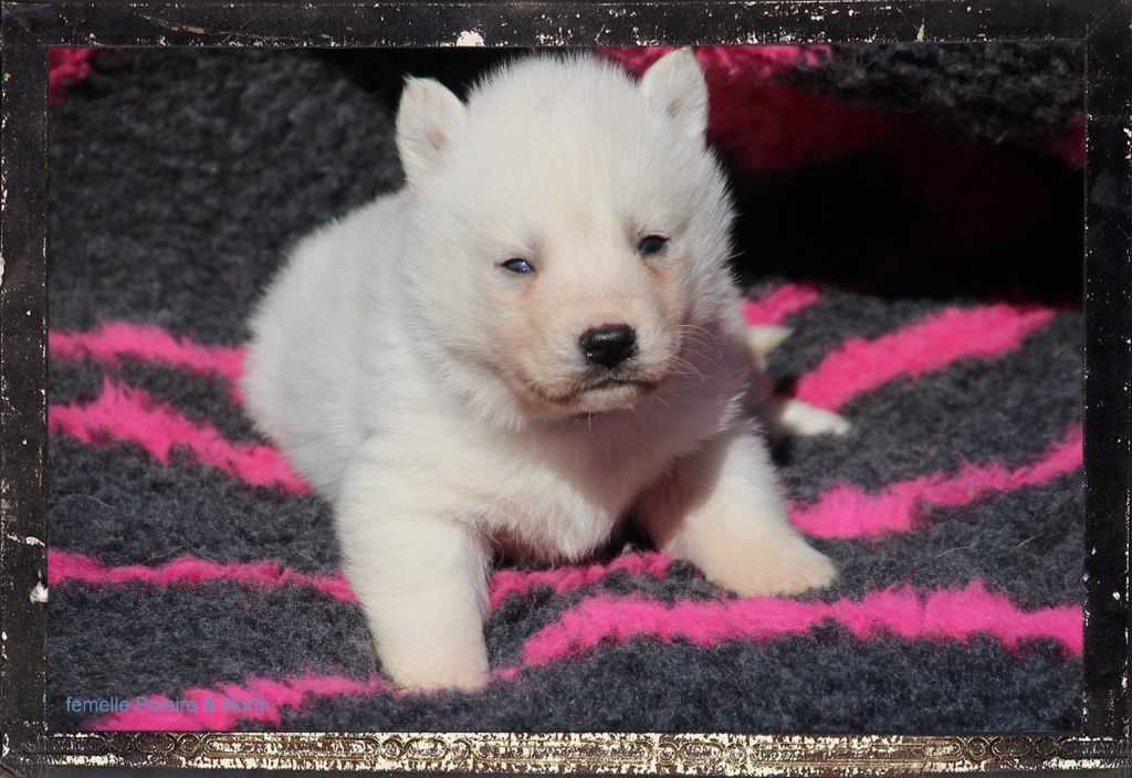 Des guerriers chippewas - Chiot disponible  - Siberian Husky