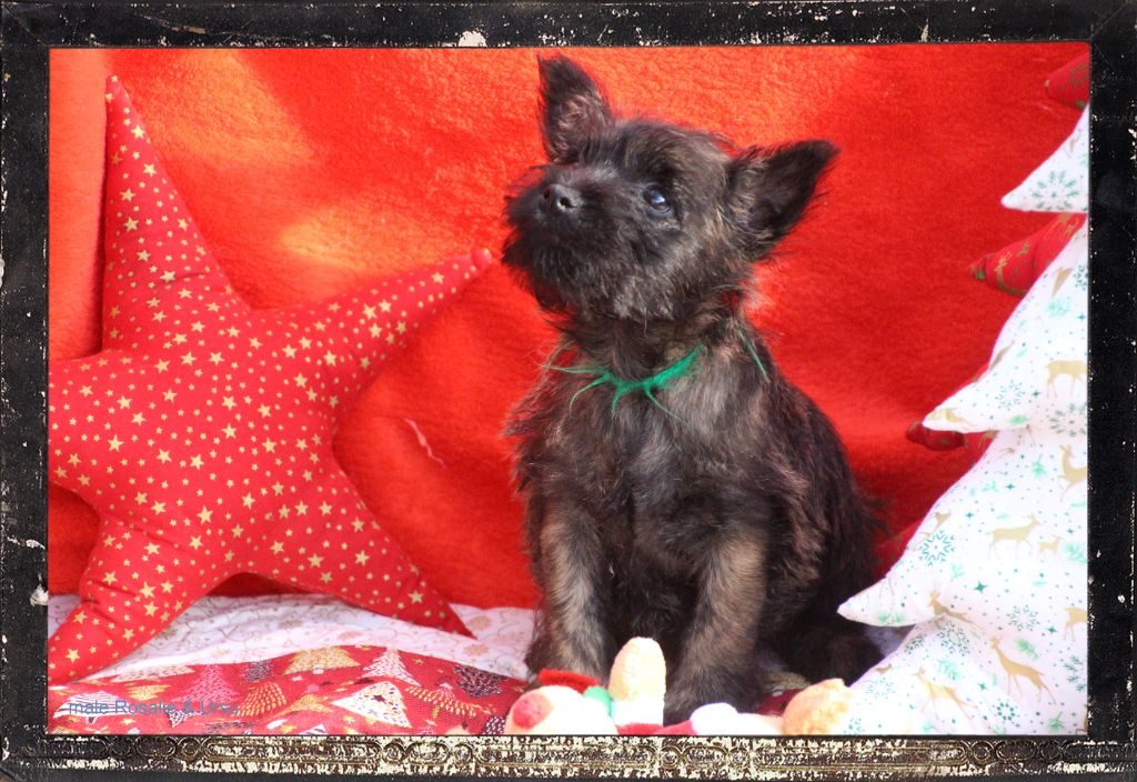 Des guerriers chippewas - Chiot disponible  - Cairn Terrier