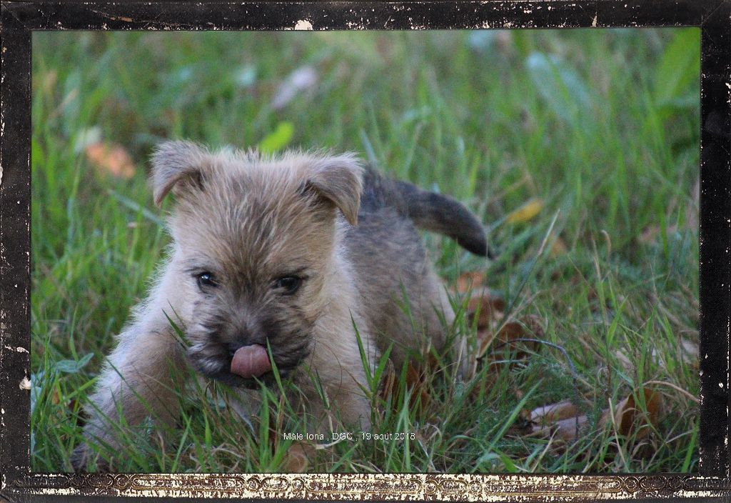 chiot Cairn Terrier Des guerriers chippewas