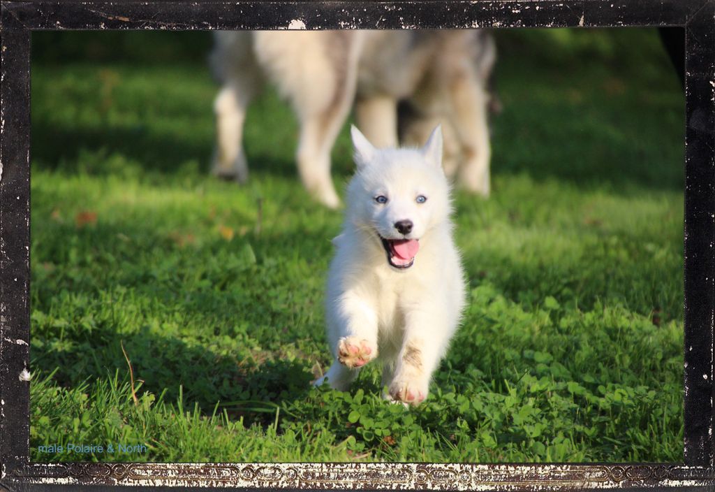 Des guerriers chippewas - Chiot disponible  - Siberian Husky