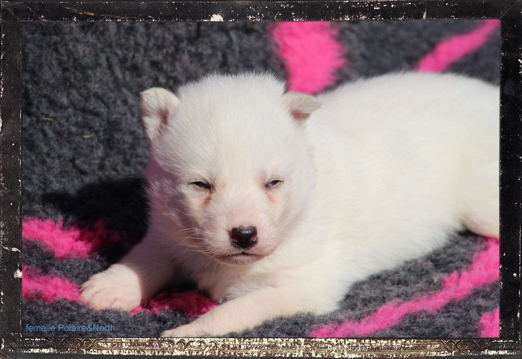 Des guerriers chippewas - Chiot disponible  - Siberian Husky