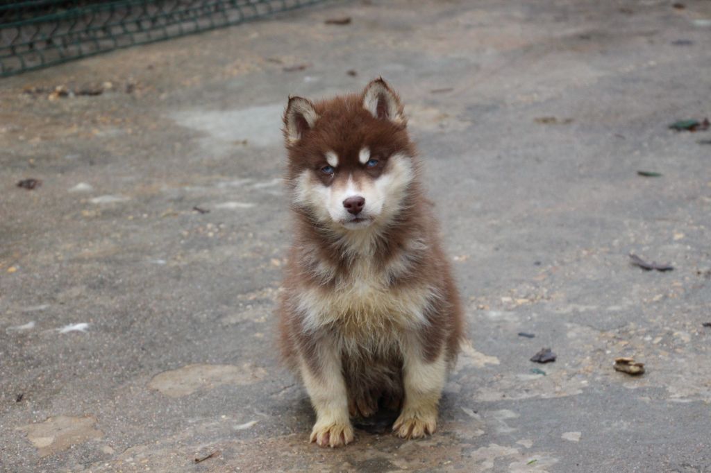 Des guerriers chippewas - Chiot disponible  - Siberian Husky