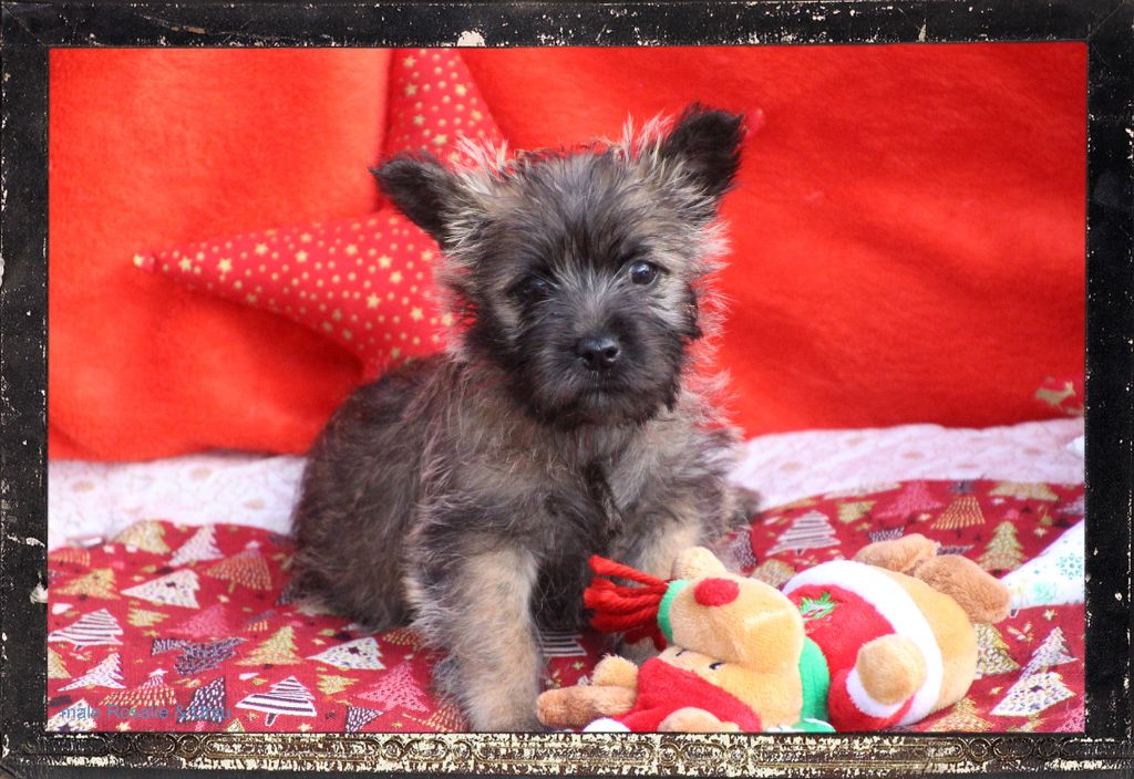 Des guerriers chippewas - Chiot disponible  - Cairn Terrier