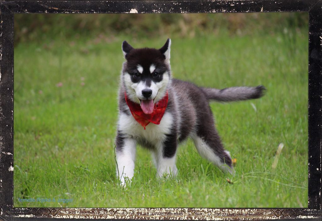 chiot Alaskan Malamute Des guerriers chippewas