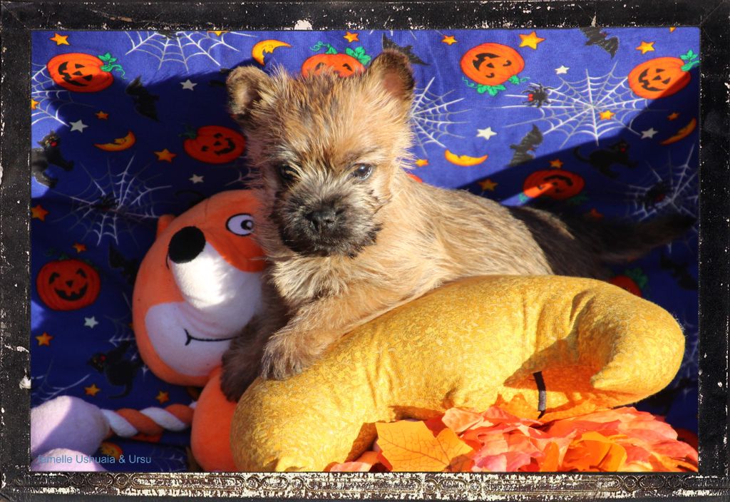 chiot Cairn Terrier Des guerriers chippewas