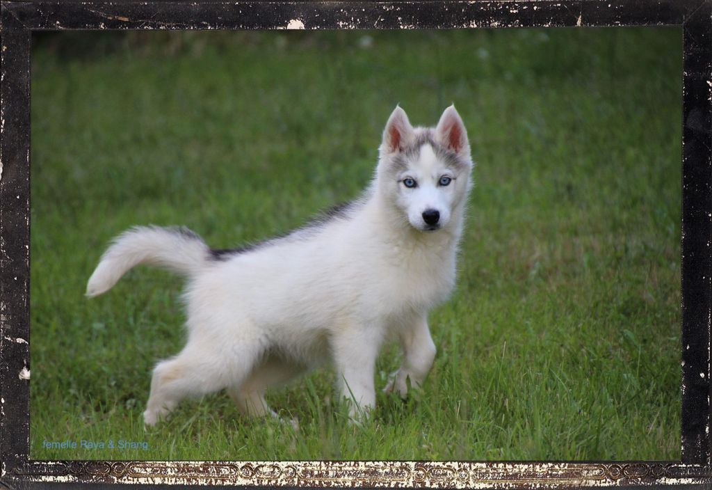 chiot Siberian Husky Des guerriers chippewas