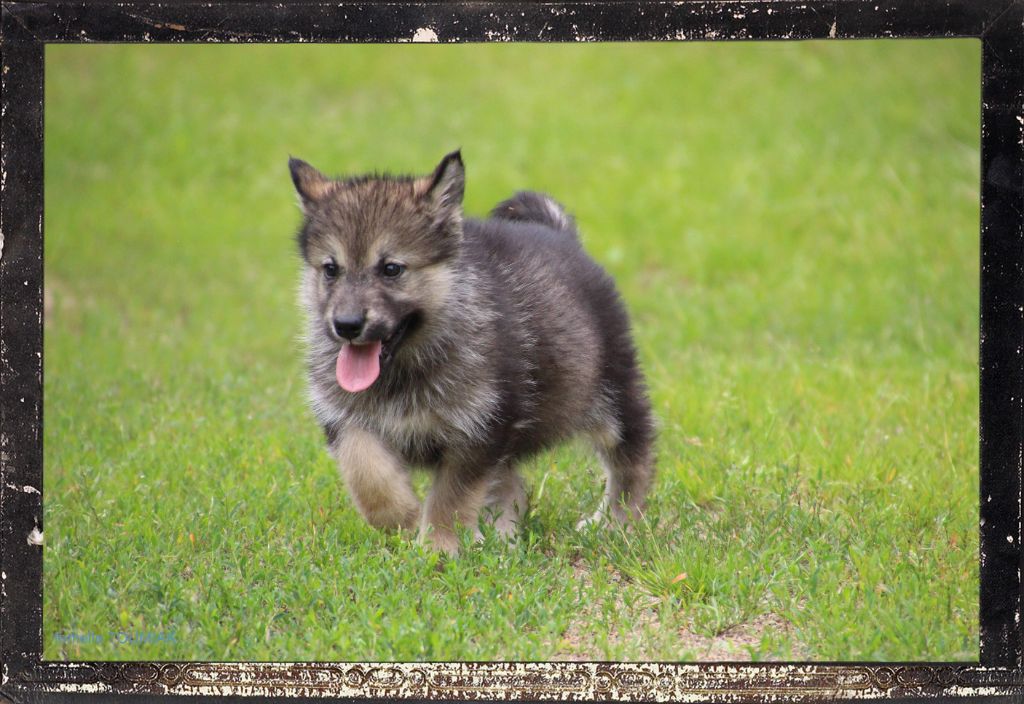 chiot Alaskan Malamute Des guerriers chippewas