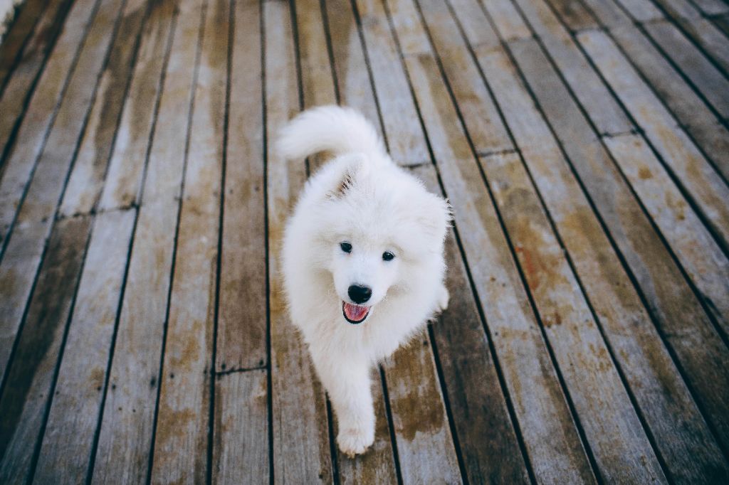 Bienvenue à la maison : guide pour accueillir votre chiot samoyède